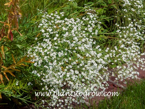 Flowering Spurge (Euphorbia corollata)  (August 17)